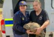 Die skilpad saam met kaptein Elize van Schalkwyk en Kelly Meintjies van Natuurbewaring. Foto: Verskaf