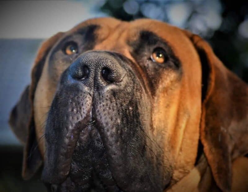Klein Sandfontein Jaxen van eienaar Lititia Kruger wat ook die pragtige foto geneem het.