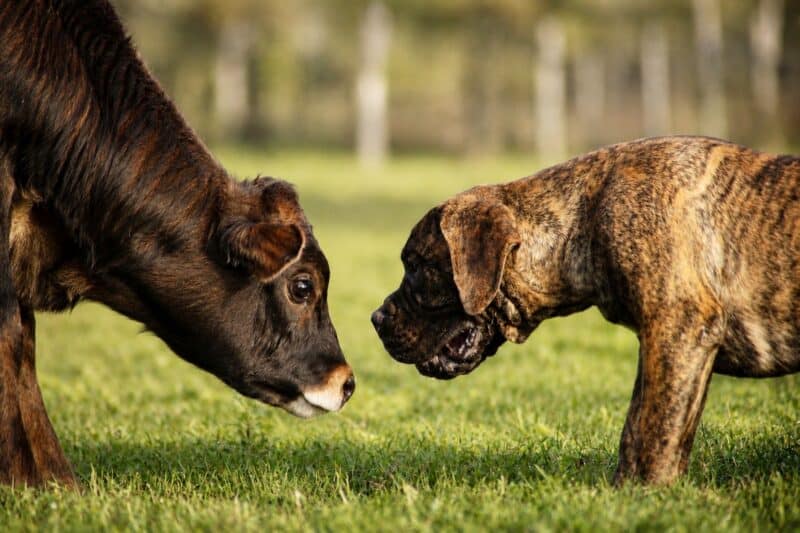 Feyta King Arthur, 'n boerboel van eienaar Samone Oosthuizen, saam met die kalfie Kallie. Foto: WildfireM Photography
