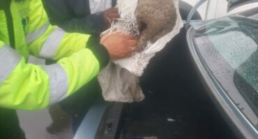 Die mans het probeer om die ietermagog vir R80 000 te verkoop. Foto: SAPD Kommunikasiedienste