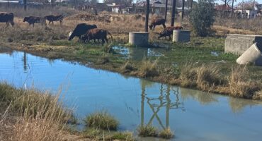 Riool wat tussen die Rammulotsi-woonbuurt en Viljoenskroon vloei. Foto: AfriForum