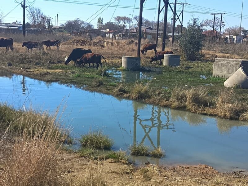 Riool wat tussen die Rammulotsi-woonbuurt en Viljoenskroon vloei. Foto: AfriForum