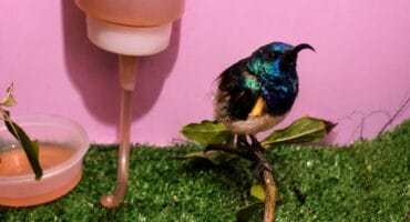 Die Witborssuikerbekkie wat op 6 Julie 'n tuiste by Parys WADER gekry het. Foto: Parys WADER