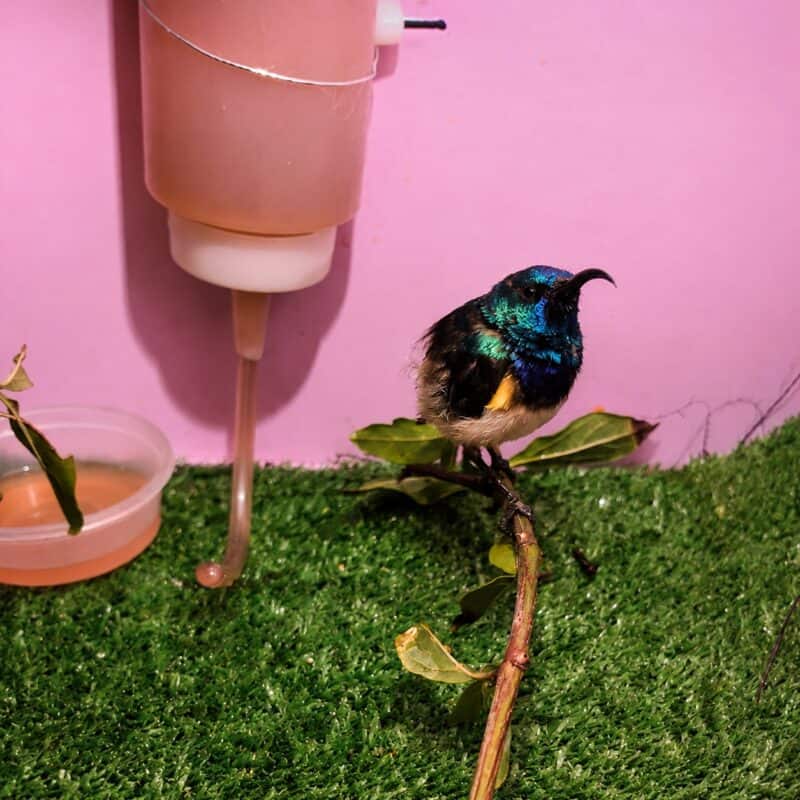 Die Witborssuikerbekkie wat op 6 Julie 'n tuiste by Parys WADER gekry het. Foto: Parys WADER