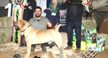 'n Groot oomblik toe Ziyaad Issi se 19 maande oue Bandit Orion met die toptoekenning weggestap het as die SA Boerboeltelersgenootskap se Hond van die Jaar vir 2026. Links is Litita Kruger, voorsitter van die SA Boerboeltelersgenootskap. Foto: Liiezl Scheepers
