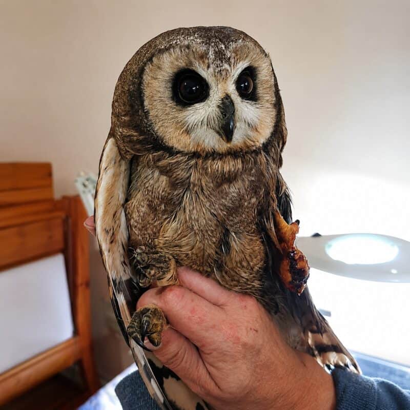 Die vlei-uil wat nou 'n nuwe tuiste gekry het by die African Raptor Centre.