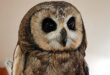 Die vlei-uil wat nou 'n nuwe tuiste gekry het by die African Raptor Centre.