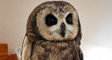 Die vlei-uil wat nou 'n nuwe tuiste gekry het by die African Raptor Centre.