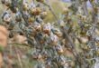 Artemisia afra, commonly known as wilde-als, is one of South Africa's oldest and most widely recognised medicinal plants.