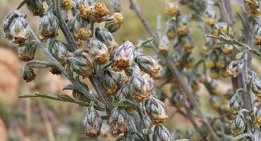 Artemisia afra, commonly known as wilde-als, is one of South Africa's oldest and most widely recognised medicinal plants.