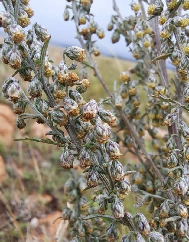 Artemisia afra, commonly known as wilde-als, is one of South Africa's oldest and most widely recognised medicinal plants.