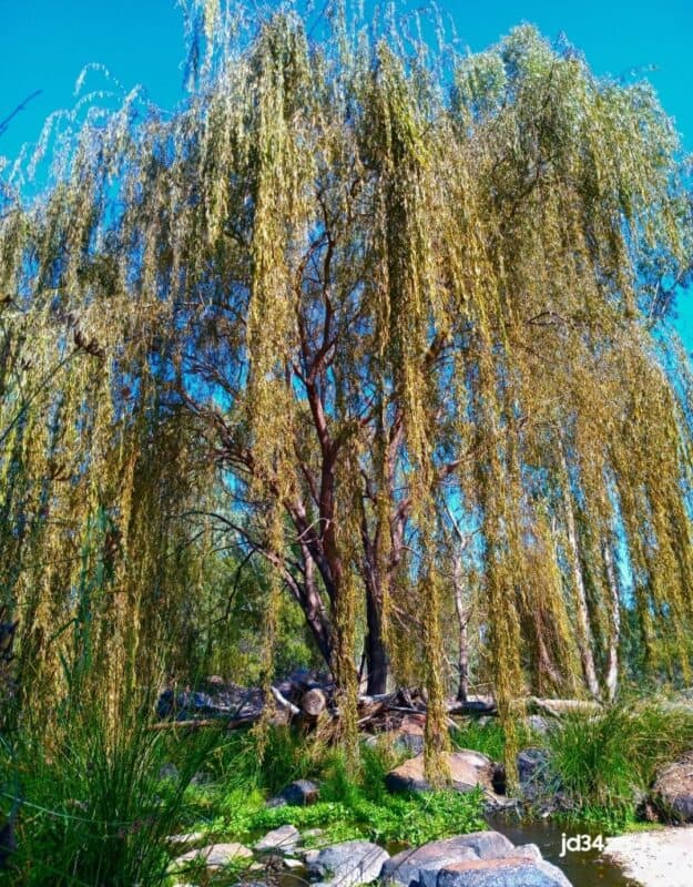 Salix babylonica. Foto: Danie Venter
