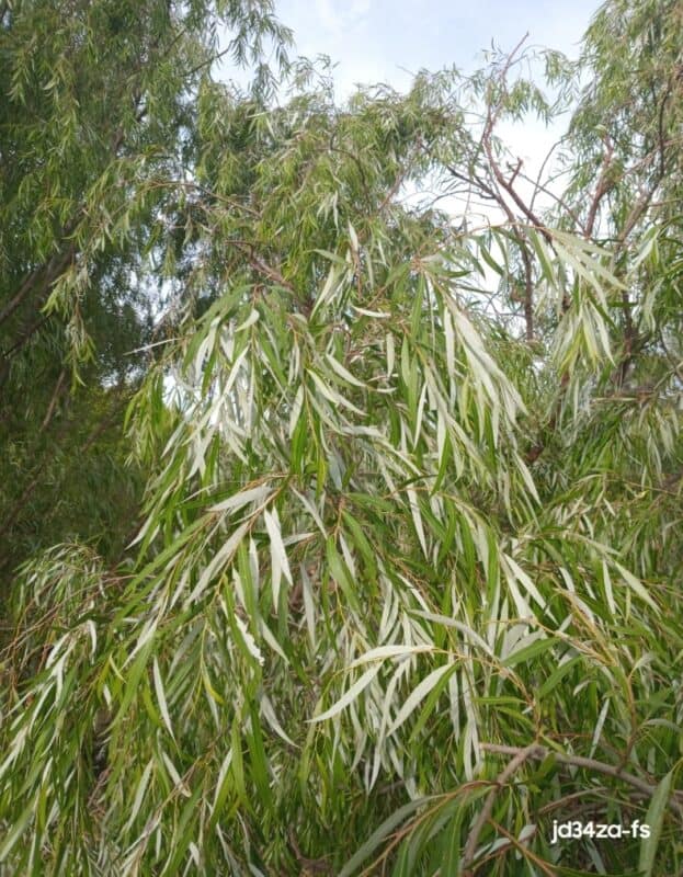 Salix mucronata. Foto: Danie Venter