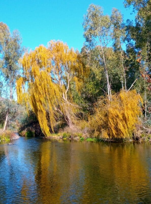 Salix babylonica. Foto: Danie Venter