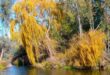 Salix babylonica. Foto: Danie Venter