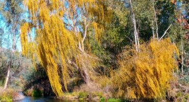 Salix babylonica. Foto: Danie Venter