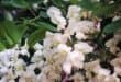 The Black Locust. Photo: Danie Venter