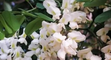 The Black Locust. Photo: Danie Venter
