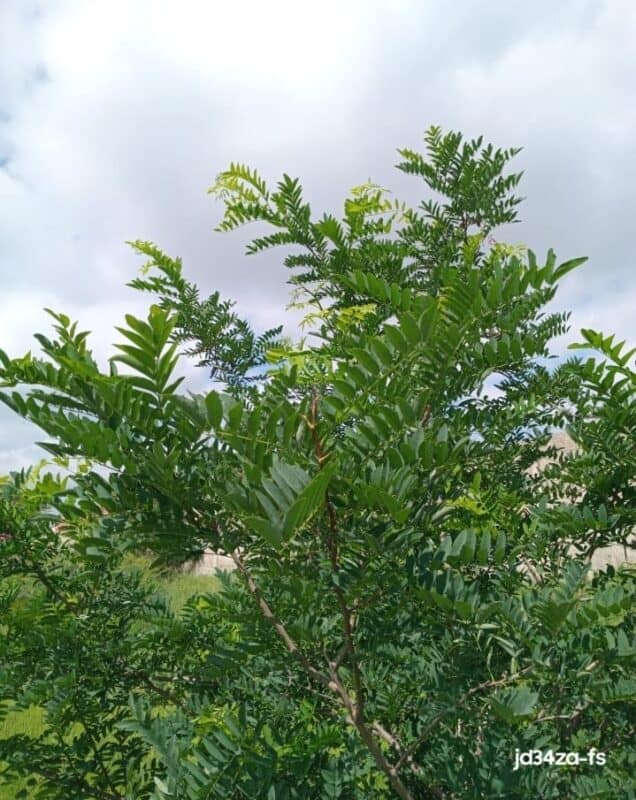 Robinia pseudoacacia — Black Locust. Photo: Danie Venter