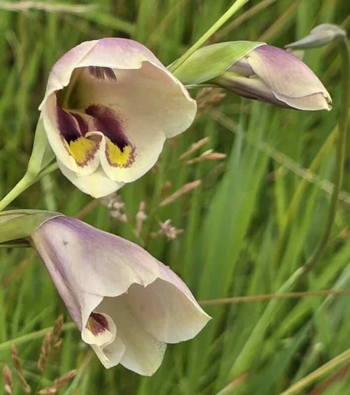 Die Gladiolus papilio wat voorkom in die Vredefort Koepel. Foto: Verskaf