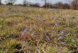 Common Lobelia. Photos: Danie Venter