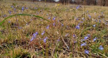 Common Lobelia. Photos: Danie Venter