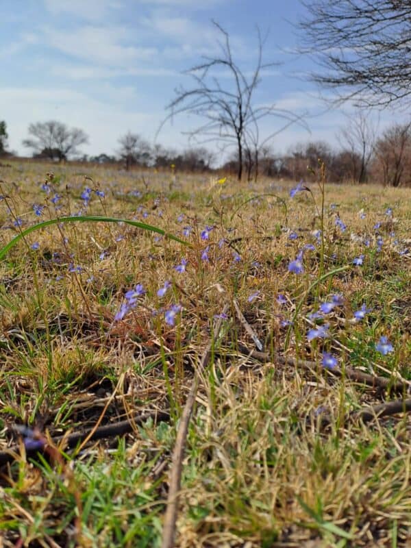 Common Lobelia. Photos: Danie Venter