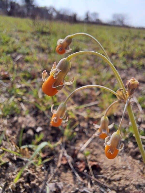 Another beautiful little flower popping up is our native tulbaghia acutiloba and also a developing interesting story in the making. Photo: Danie Venter