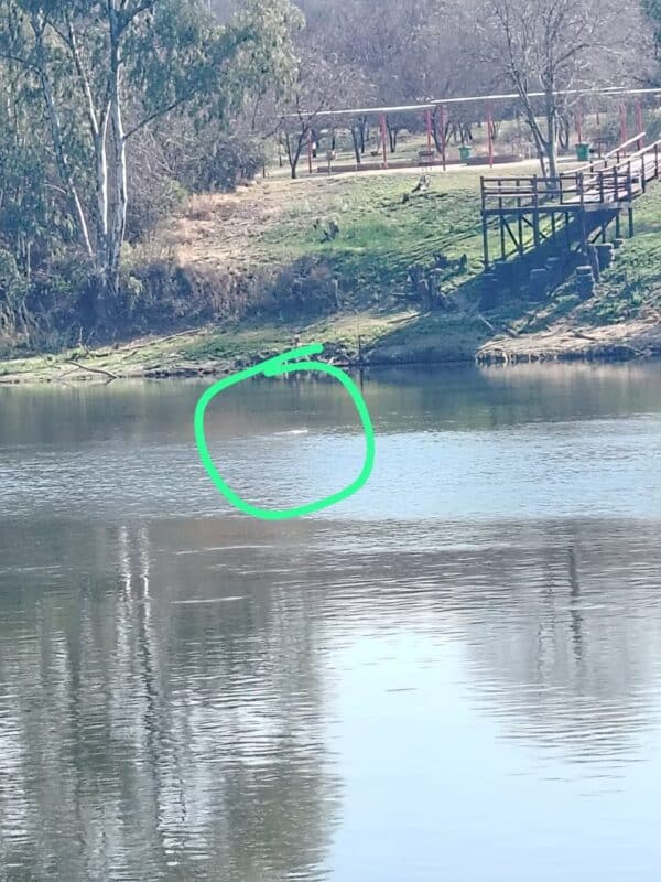 Die foto wat M. Smith kon neem van die Vaal se krok wat hulle oënskynlik die naweek onder Barrage gesien het. Foto: M. Smith