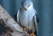 Die blouvalk waarna gesoek word. Foto: Parys WADER