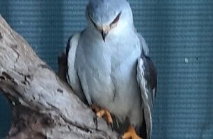 Die blouvalk waarna gesoek word. Foto: Parys WADER
