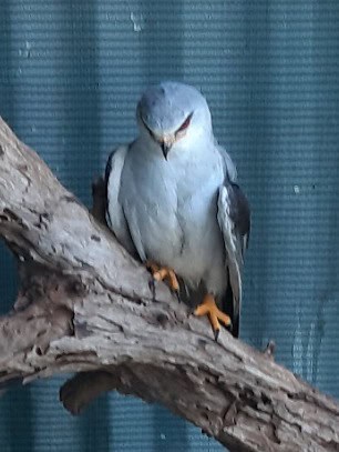 Die blouvalk waarna gesoek word. Foto: Parys WADER