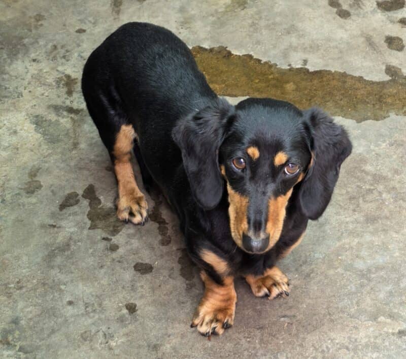 Cute black and tan Dachshund puppy looking up on concrete floor.