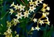 Chilean inkberry, green cestrum (Cestrum parqui) Photo: Danie Venter