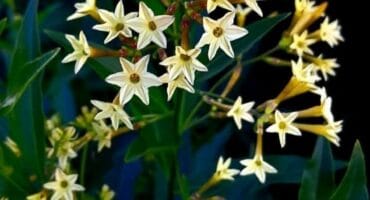 Chilean inkberry, green cestrum (Cestrum parqui) Photo: Danie Venter