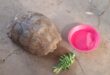 The rescued leopard tortoise. Photo: SAPS