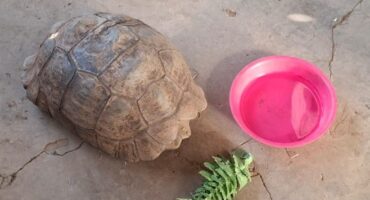 The rescued leopard tortoise. Photo: SAPS