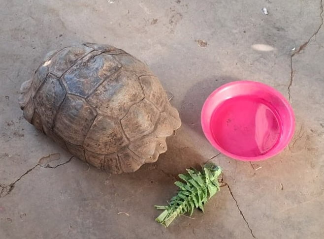 The rescued leopard tortoise. Photo: SAPS