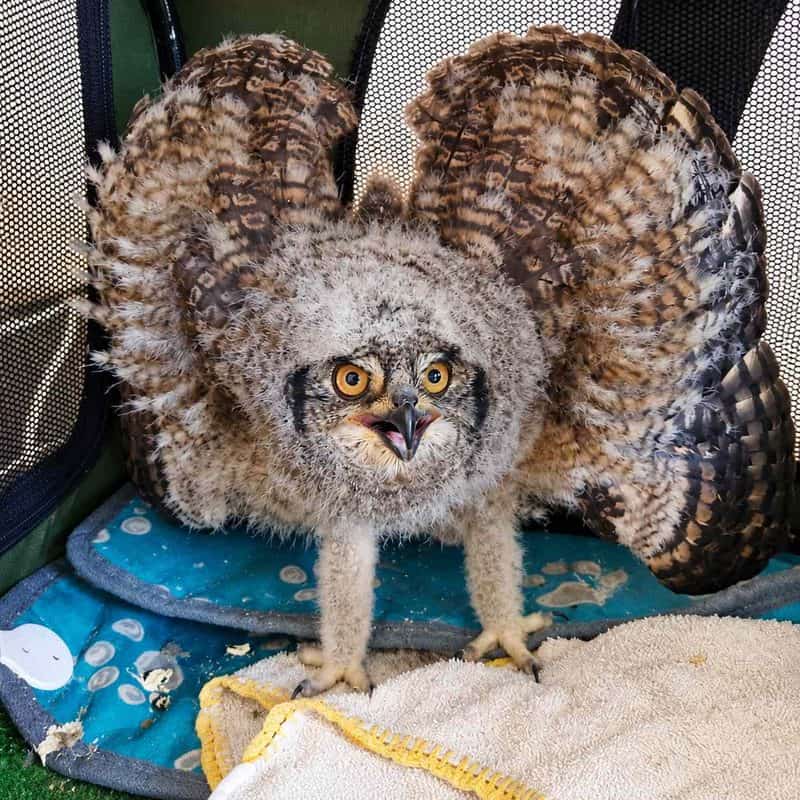 The defensive juvenile owl in a mesh carrier. Photo: Supplied.