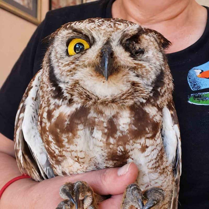 The injured owl in rehabilitation care. Photo: Supplied