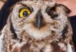 The injured owl in rehabilitation care. Photo: Supplied