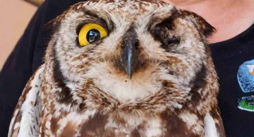 The injured owl in rehabilitation care. Photo: Supplied