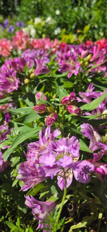 Inkalelies in vrolike kleure in ouma Miekie se tuin.