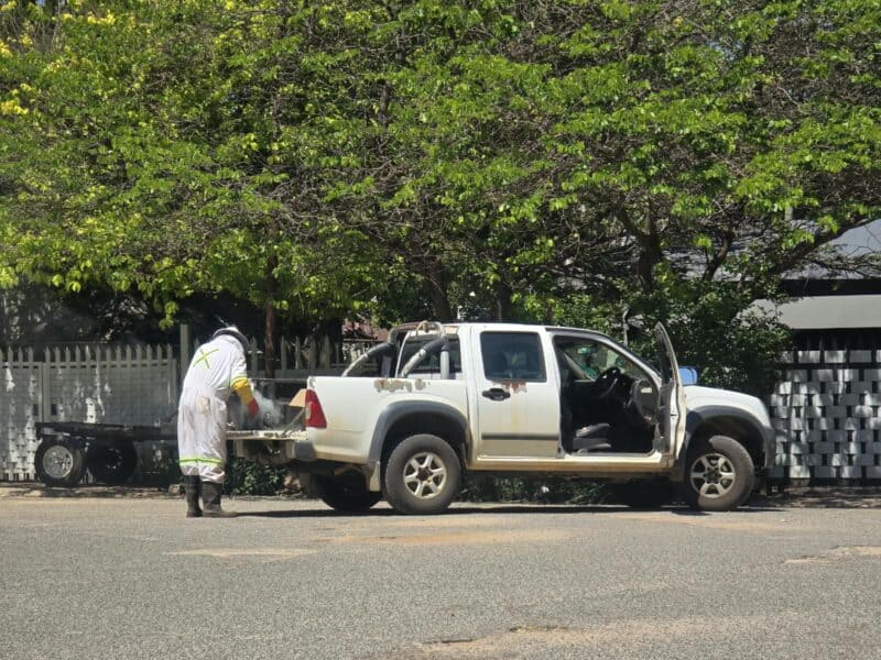 Daar is geweldig baie bye in Freedmanstraat en verskeie mense en diere in omliggende strate is reeds vanogeend deur die bye gesteek. Foto: Verskaf