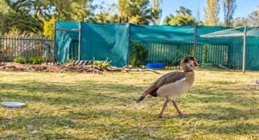 Photo supplied by Parys WADER.