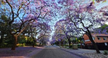 Dit is die gesig wat jy in Oktober in Pretoria se strate sien. Foto's: LIezl Scheepers
