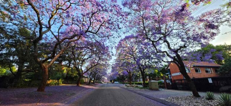 Dit is die gesig wat jy in Oktober in Pretoria se strate sien. Foto's: LIezl Scheepers