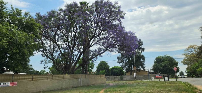 Parys se eie Jakaranda-mooi op die h/v Eerstelaan en Father Balinkstraat. Foto: Liezl Scheepers