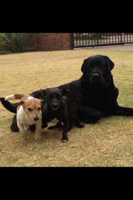 Die honde wat vergiftig is. Net Dash het oorleef. Diesel en Pepsi is albei dood.