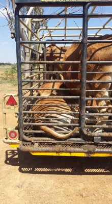 Die bees wat deur die ander beeste doodgetrap is.